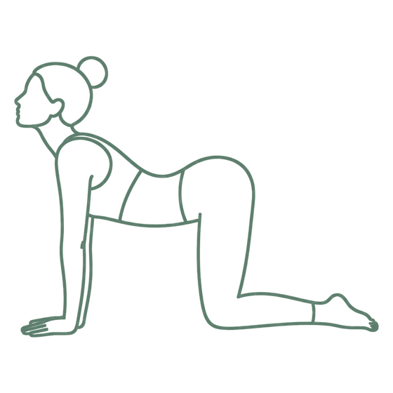Sage line drawing of Cow Pose