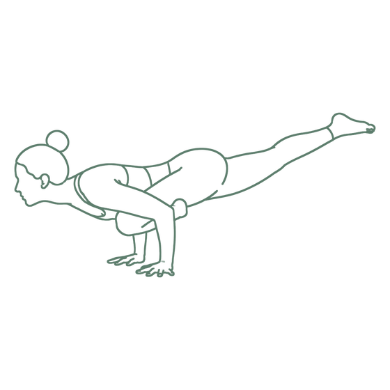 Sage line drawing of Flying Pigeon