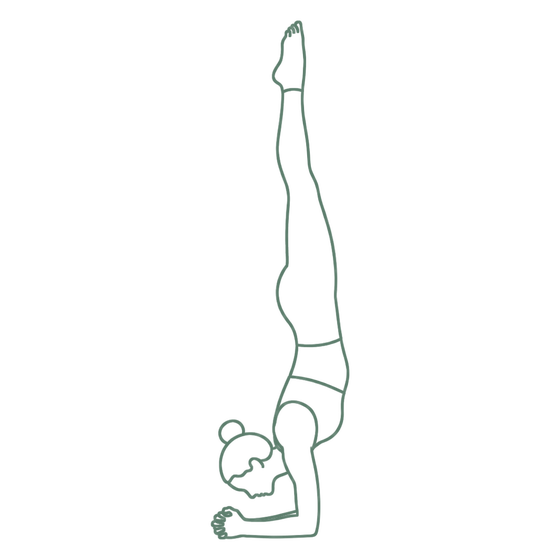 Sage line drawing of Forearm Stand