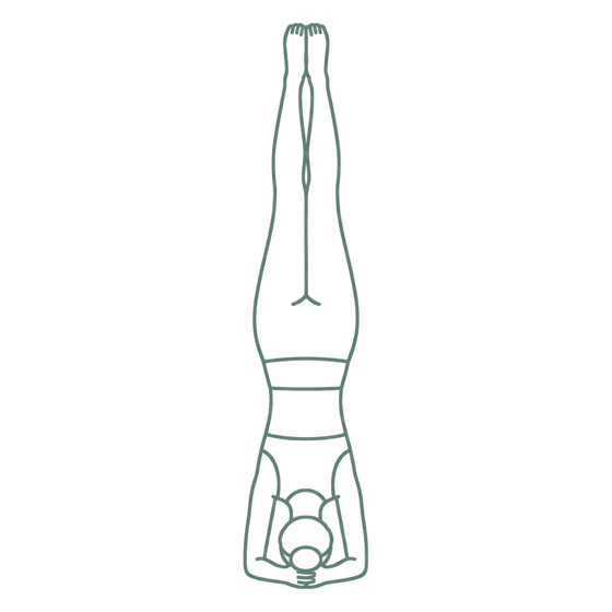 Sage line drawing of Headstand