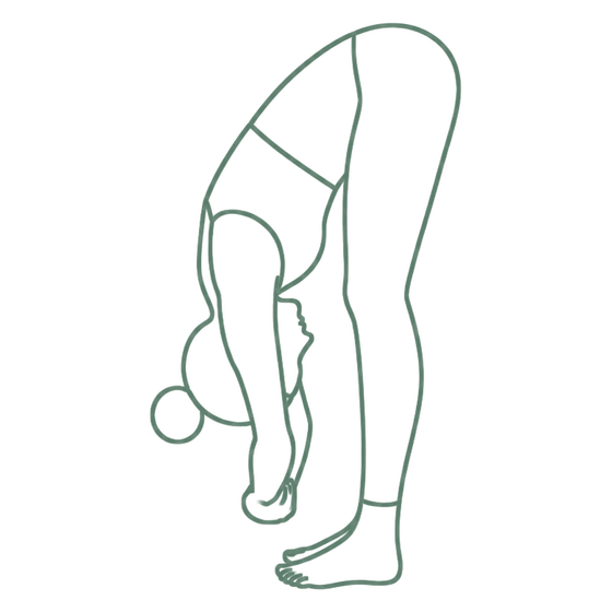 Sage line drawing of Ragdoll