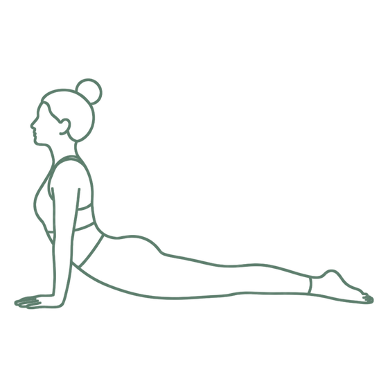 Sage line drawing of Seal Pose
